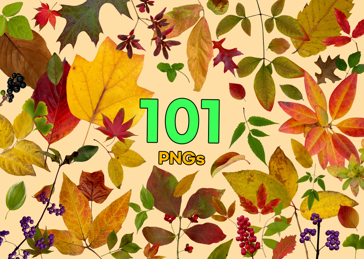 Autumn Leaf PNG Vol. 01 product thumbnail