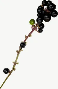 Black berry spray autumn leaf PNG with transparent background, real photo cutout