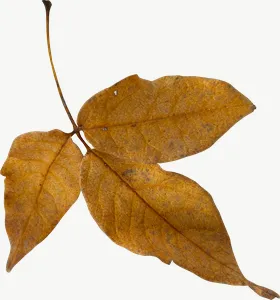 Brown compound autumn leaf, curled PNG with transparent background, real photo cutout
