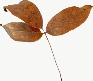 Brown compound autumn leaf, high bloom PNG with transparent background, real photo cutout