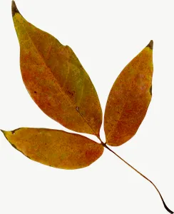 Brown compound autumn leaf, flat leaf PNG with transparent background, real photo cutout