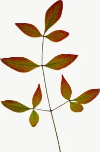 Brown compound spray autumn leaf, tall PNG with transparent background, real photo cutout