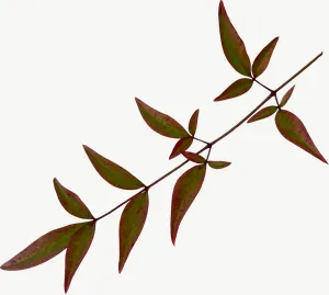 Brown compound spray autumn leaf, round PNG with transparent background, real photo cutout