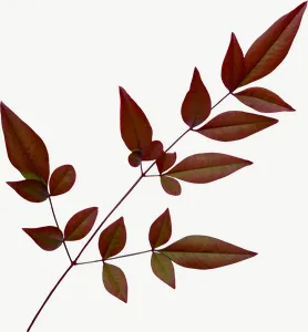 Brown compound spray autumn leaf, curled PNG with transparent background, real photo cutout