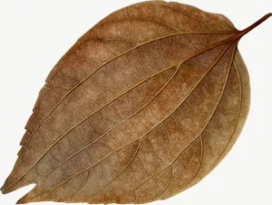 Brown heart autumn leaf, wide PNG with transparent background, real photo cutout