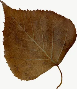 Brown heart autumn leaf, round PNG with transparent background, real photo cutout