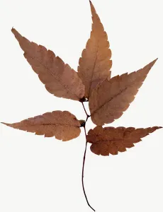 Brown maple autumn leaf, curled PNG with transparent background, real photo cutout