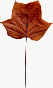 Brown maple autumn leaf, high bloom PNG with transparent background, real photo cutout
