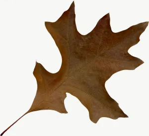 Brown oak autumn leaf, round PNG with transparent background, real photo cutout