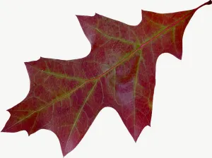 Brown oak autumn leaf, wide PNG with transparent background, real photo cutout