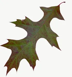 Brown oak autumn leaf, curled PNG with transparent background, real photo cutout