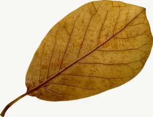 Brown oval autumn leaf, wide PNG with transparent background, real photo cutout