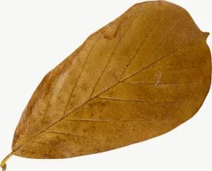 Brown oval autumn leaf, round PNG with transparent background, real photo cutout