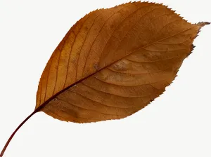 Brown oval autumn leaf, wide, high bloom PNG with transparent background, real photo cutout