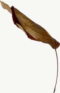 Brown willow autumn leaf, loosely framed PNG with transparent background, real photo cutout