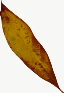 Brown willow autumn leaf, left-facing PNG with transparent background, real photo cutout