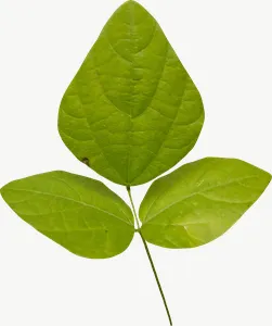 Green clover leaf autumn, round PNG with transparent background, real photo cutout