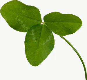Green clover leaf autumn, round, high bloom PNG with transparent background, real photo cutout