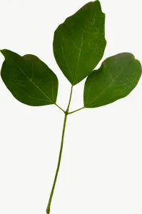 Green clover leaf autumn, tall PNG with transparent background, real photo cutout