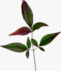 Green compound autumn leaf, round PNG with transparent background, real photo cutout
