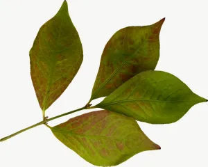 Green compound autumn leaf, curled PNG with transparent background, real photo cutout
