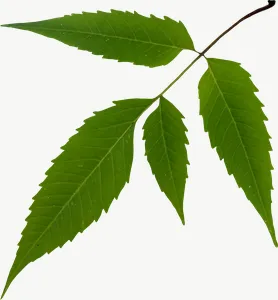 Green compound autumn leaf, round, with stem PNG with transparent background, real photo cutout