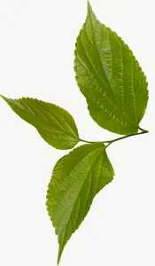 Green compound autumn leaf, tall PNG with transparent background, real photo cutout