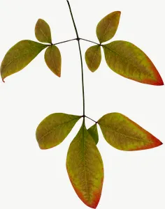 Green compound autumn leaf, flat leaf PNG with transparent background, real photo cutout