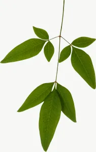 Green compound spray autumn leaf, tall PNG with transparent background, real photo cutout