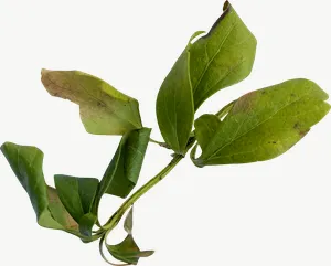 Green compound spray autumn leaf, round PNG with transparent background, real photo cutout