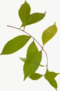 Green compound spray autumn leaf, tall, with stem PNG with transparent background, real photo cutout