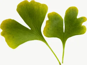 Green ginkgo autumn leaf, wide PNG with transparent background, real photo cutout