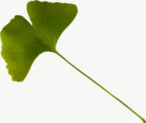 Green ginkgo autumn leaf, round PNG with transparent background, real photo cutout