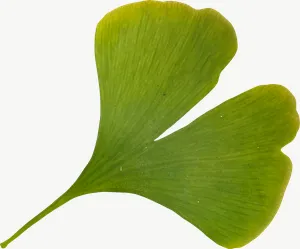 Green ginkgo autumn leaf, round, with stem PNG with transparent background, real photo cutout