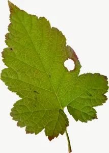 Green grape autumn leaf, curled PNG with transparent background, real photo cutout