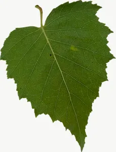 Green grape autumn leaf, with stem PNG with transparent background, real photo cutout