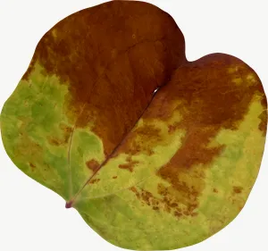 Green heart autumn leaf PNG with transparent background, real photo cutout