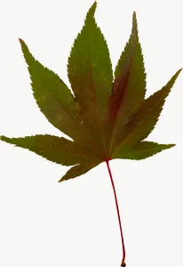 Green maple autumn leaf PNG with transparent background, real photo cutout