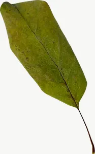 Green oblong autumn leaf PNG with transparent background, real photo cutout