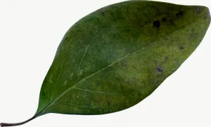Green oval autumn leaf, wide PNG with transparent background, real photo cutout