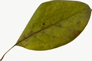 Green oval autumn leaf, wide, right-facing PNG with transparent background, real photo cutout