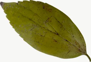 Green oval autumn leaf, wide, close-up PNG with transparent background, real photo cutout