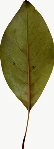 Green oval autumn leaf, tall PNG with transparent background, real photo cutout