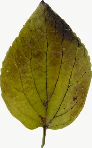 Green oval autumn leaf, tall, close-up PNG with transparent background, real photo cutout