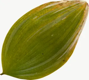 Green pod autumn leaf, round PNG with transparent background, real photo cutout
