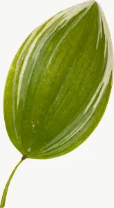 Green pod autumn leaf, tall PNG with transparent background, real photo cutout