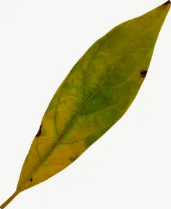 Green willow autumn leaf, round PNG with transparent background, real photo cutout