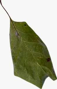 Green willow autumn leaf, tall PNG with transparent background, real photo cutout