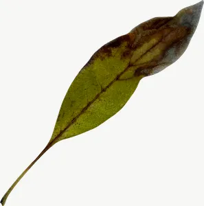 Green willow autumn leaf, round, loosely framed PNG with transparent background, real photo cutout