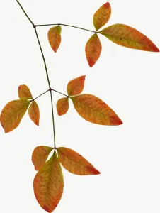Orange compound spray autumn leaf PNG with transparent background, real photo cutout